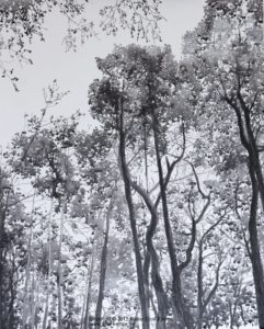 Baumgruppe - Grove