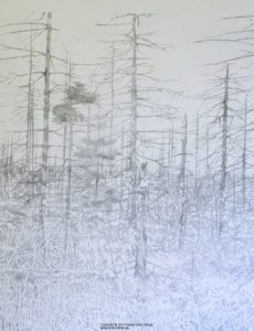 Waldstück - Waldstück